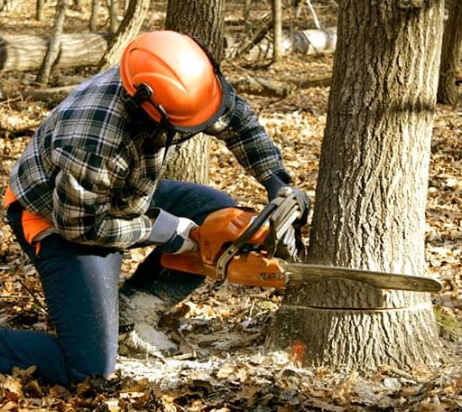 Tree Removal in Foxhome, MN